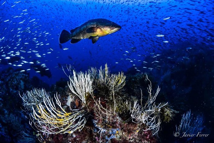 [Comunicacionumu] El Profesor De Ecología De La Umu José Antonio García Charton Revela En Un Estudio El Impacto Positivo De Las Áreas Marinas Protegidas Frente Al Cambio Climático