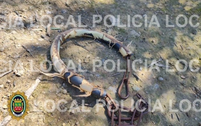 Cadena con la que estaba atado el perro al olivo en el paraje de Cabra.