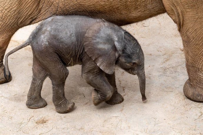 El "bebé" elefante de BIOPARC Valencia