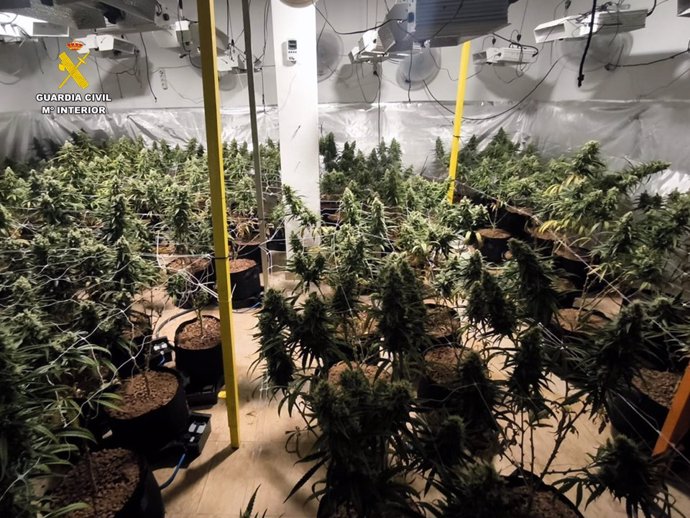 Desmantelada una plantación de marihuana con más de 380 plantas en un chalet de Polop