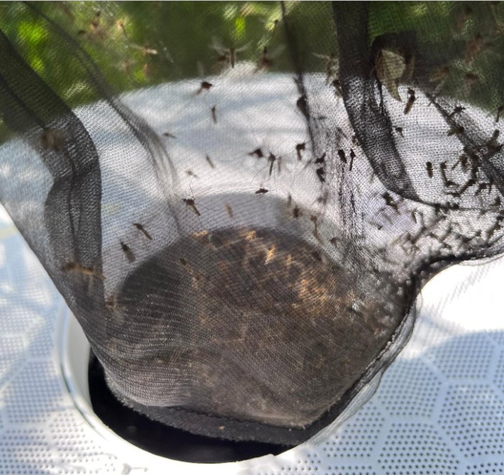 Capturas de mosquito con trampas como las utilizadas en el estudio.