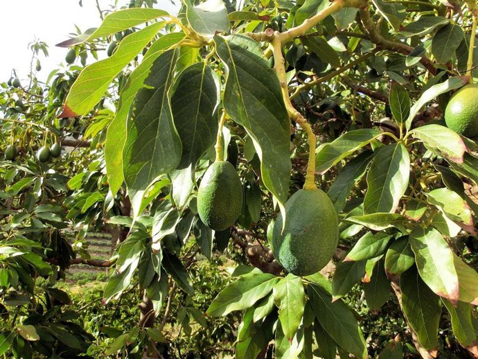 Aguacate