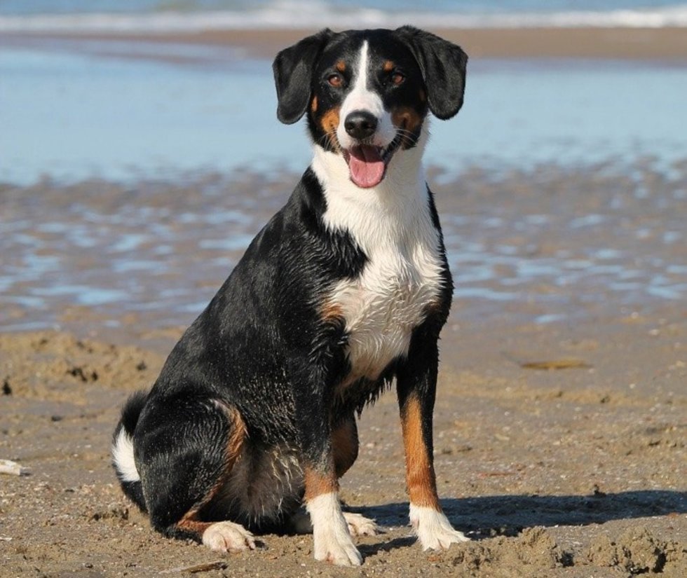 El 80% de las familias incluye a su perro en vacaciones.