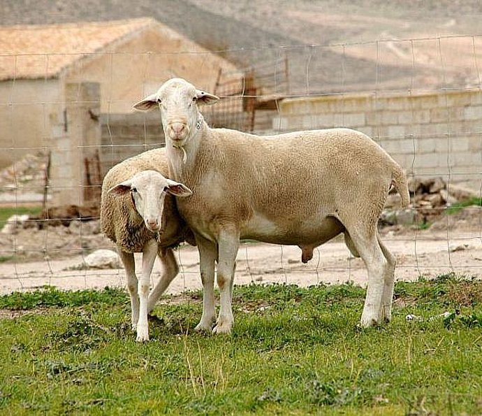 Ovejas de raza segureña