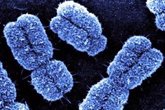 Foto: Logran producir mejores cromosomas humanos artificiales de copia única