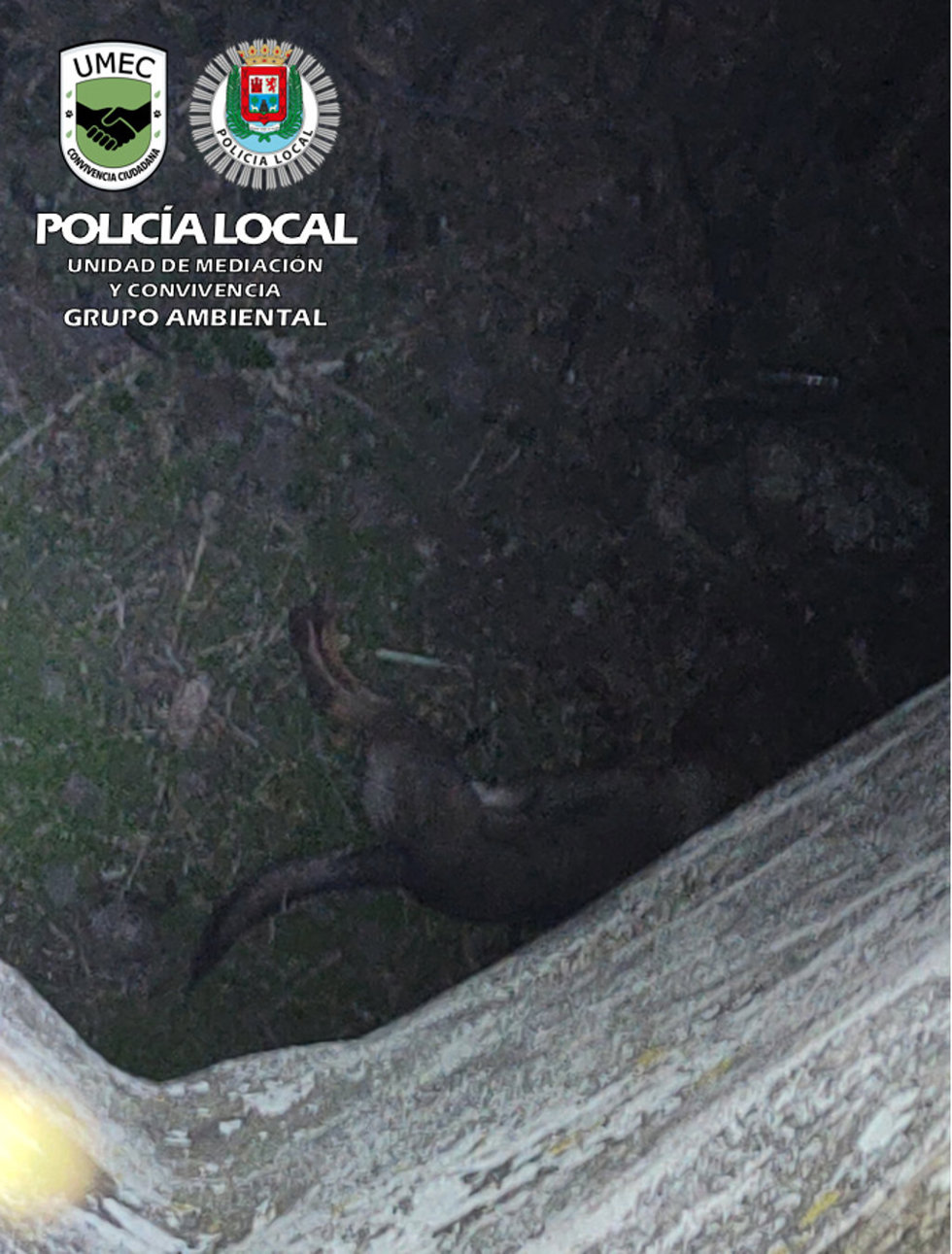 La Policía Local investiga al presunto autor de un delito de maltrato animal por asestar hasta 14 puñaladas a un perro y causarle la muerte