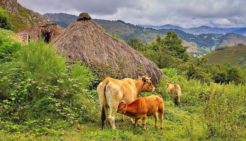Campo asturiano, vacas