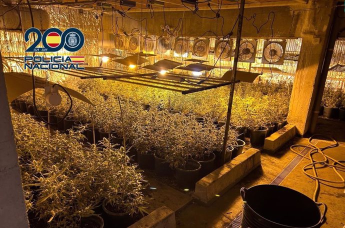 La Policía Nacional desarticula una organización criminal dedicada al cultivo y distribución de plantas de marihuana