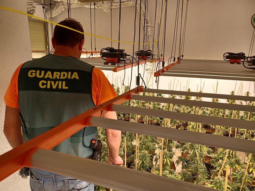Agente de la Guardia Civil junto a una plantación de marihuana.