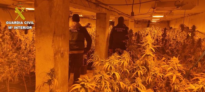 Plantación de marihuana hallada por la Guardia Civil.