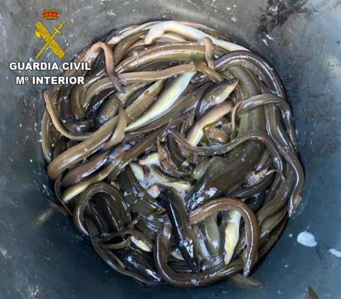 Anguilas intervenidas a un marinero en el puerto de Arcade, Soutomaior (Pontevedra), extraídas sin licencia y en época de veda.