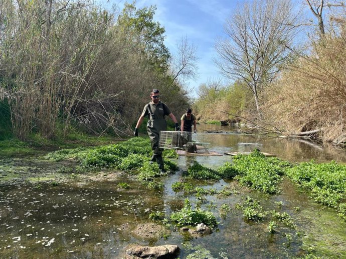 La brigada de Forestal Catalana recoge capturas de ejemplares de coipo en el río Daró
