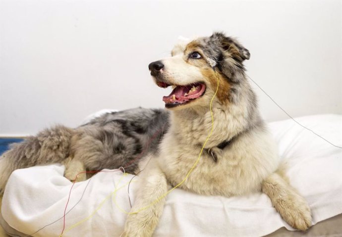 Esta fotografía muestra una configuración experimental de EEG para perros.