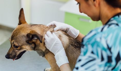 Investigación