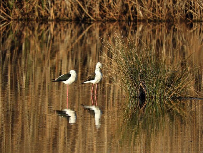 Medio Ambiente contabiliza más de 43.000 parejas de aves acuáticas reproductoras en los humedales de la Comunitat