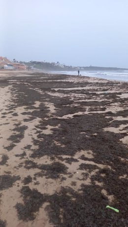 La playa de Getares de Algeciras (Cádiz) afectada por 'el alga invasora' con cantidades "considerables".