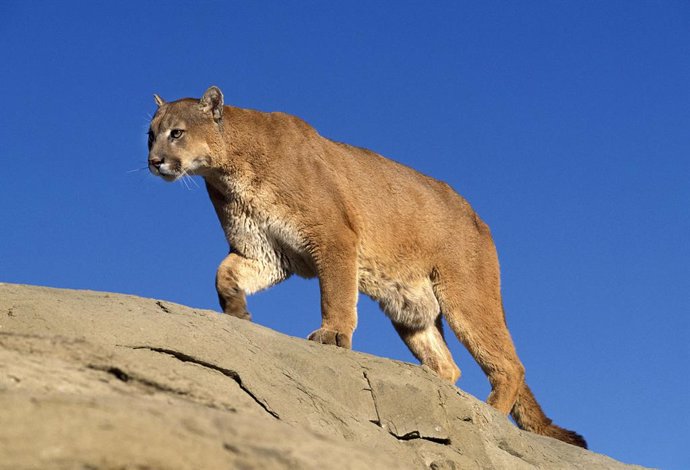 Archivo - Jan. 14, 2015 - France - Cougar, puma concolor, Adult standing on Rocks, Montana
