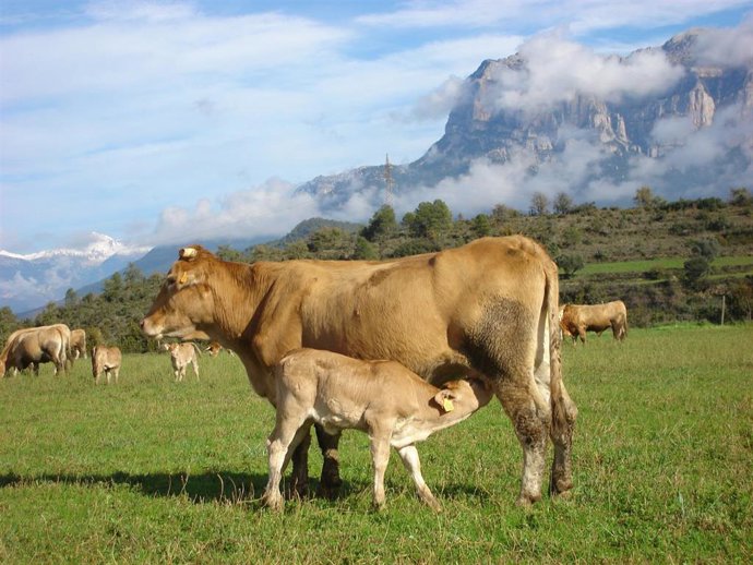 Raza autóctona de Sobrarbe.