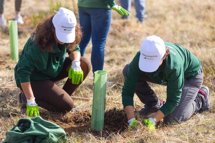 Archivo - Iberdrola ha plantado más de tres millones de árboles y llegará a cinco a finales de año.