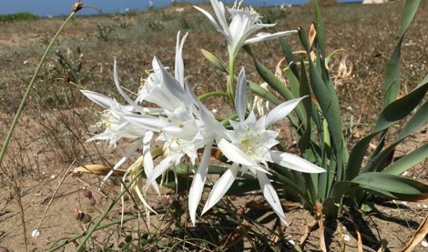 Comunicados Internacional