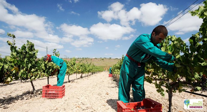 Archivo - Imagen de la vendimia en Bodegas Luzón