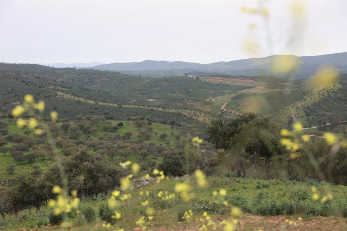 Vistas desde El mirador de El Lanchar en Sierra Morena. A 21 de marzo de 2024, en Almadén de la Plata, Sevilla (Andalucía, España). La Junta de Andalucía prevé obtener unos 800.000 kilos de corcho en 1.300 hectáreas del Parque Natural de la Sierra Moren