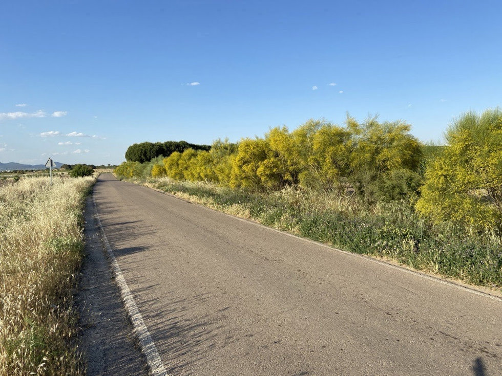 SEO/BirdLife pide a las Administraciones erradicar el uso de herbicidas en carreteras y optar por desbroces mecánicos.