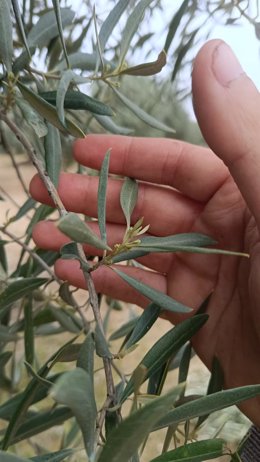 Hojas de un olivo en la zona de Fuerte del Rey.