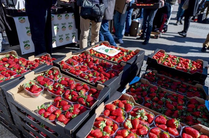 Cajas de fresas de Huelva para el reparto de más de 2.000 tarrinas por parte de la Unión de Pequeños Agricultores (UPA) de Andalucía y UPA-Huelva, en la Puerta del Sol, a 12 de marzo de 2024, en Madrid (España). 