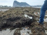Operarios municipales retiran diez toneladas de algas invasoras de las playas de La Línea (Cádiz)