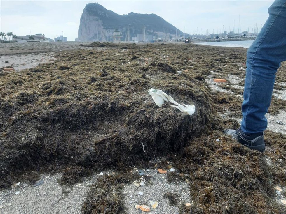 Algas acumuladas en la playa de Poniente de La Línea de la Concepción (Cádiz)