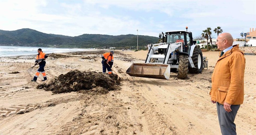 Retirada de alga invasora en la playa de Getares en Algeciras.