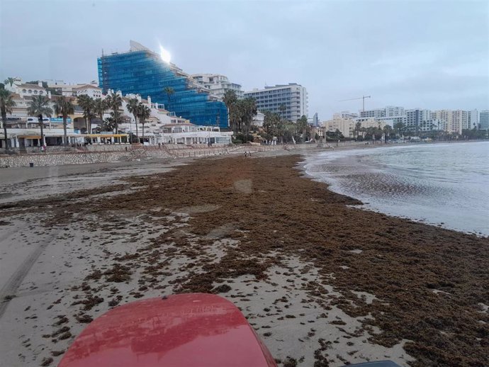 Benalmádena retirará unas 70 toneladas de alga asiática tras el termporal