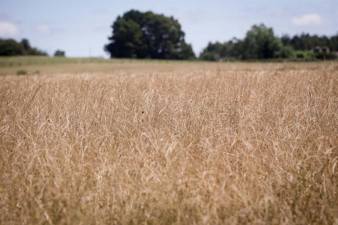 Archivo - Recogida de trigo en la parroquia de Calvo, a 31 de julio de 2023, en Abadin, Lugo, Galicia (España). 