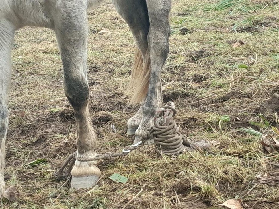 Caballo atado en Lugo.