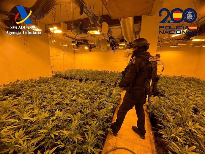 Dos detenidos por cultivar 743 plantas de marihuana en una casa de Riells i Viabrea (Girona)