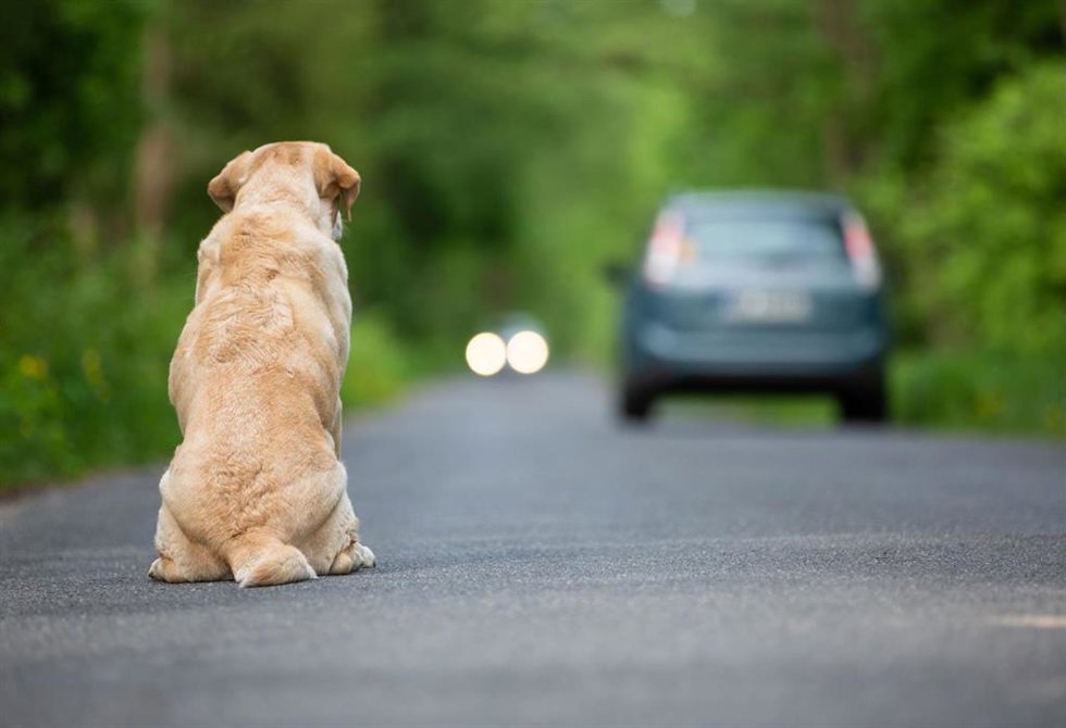 Perro siendo abandonado