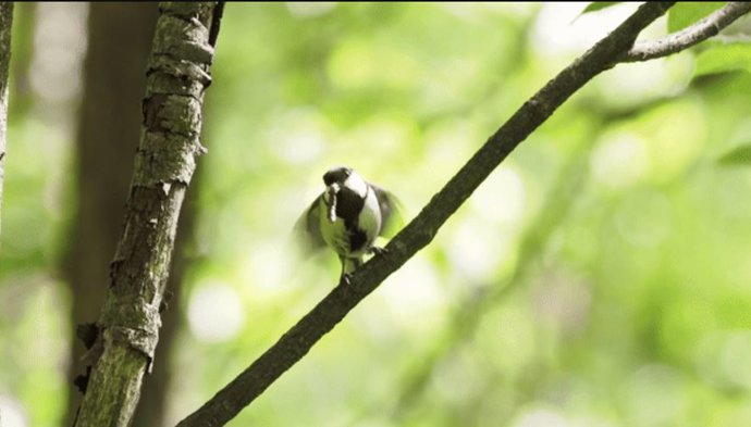 El gesto “después de ti” en el herrerillo japonés