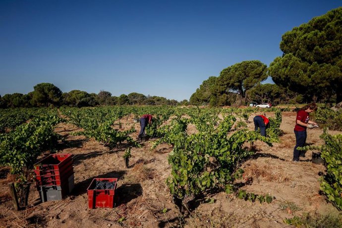 Archivo - Dos trabajadores recogen uvas en el campo.
