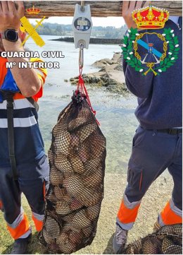 Incautados en Mugardos (A Coruña) 167 kilos de vieira y los utensilios empleados para extraerlos ilegalmente