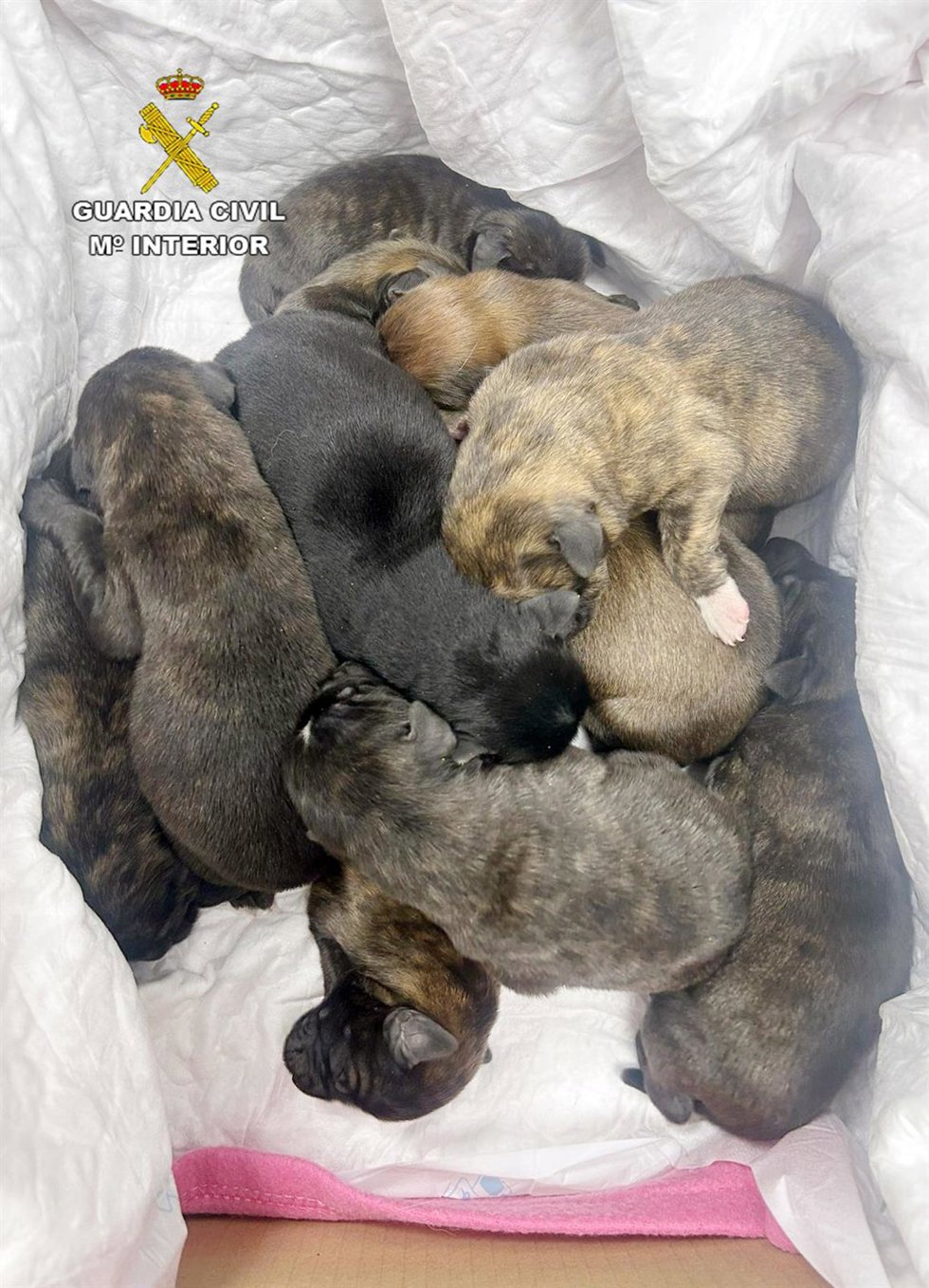 Cachorros rescatados por la Guardia Civil cuando iban a ser abandonados en un paraje de Cieza (Murcia)