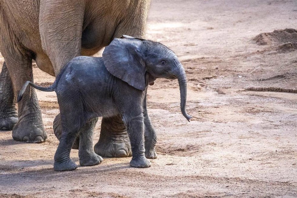 El 'elefantito' de Bioparc Valncia
