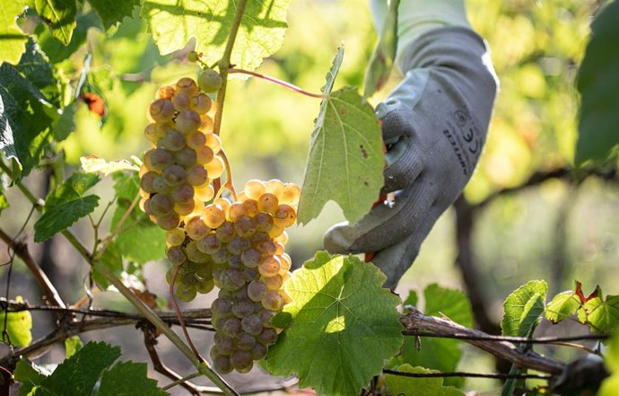 Archivo - Un trabajador de una bodega recoge un racimo de uva