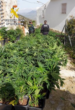 Agentes en la plantación de marihuana desmantelada.