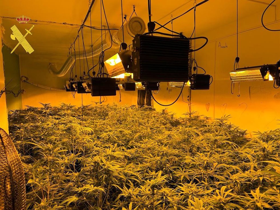 Marihuana intervenida.