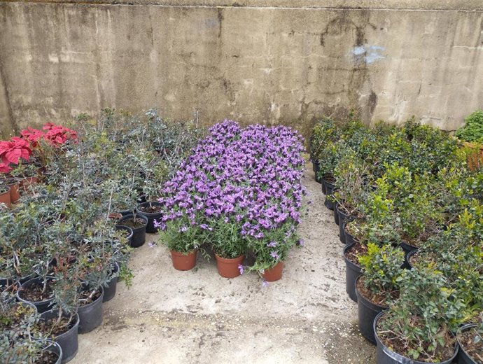 Plantas del vivero municipal de Huelva.