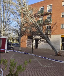 Los fuertes vientos tumban un árbol en la capital vallisoletana