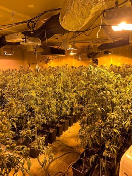 Quatre detinguts pel presumpte cultiu de 1.400 plantes de marihuana a L'Ametlla (Barcelona)