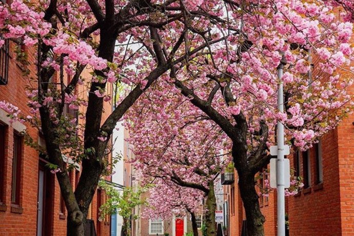 Filadelfia se tiñe de rosa: Los cerezos en flor de la ciudad más grande de Pensilvania