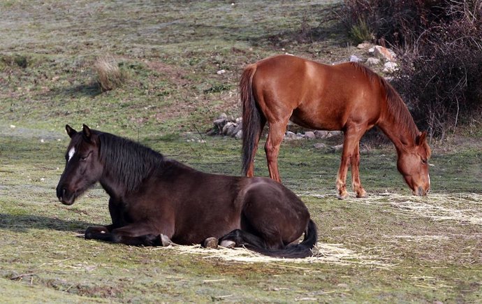 Archivo - Dos caballos en un campo.